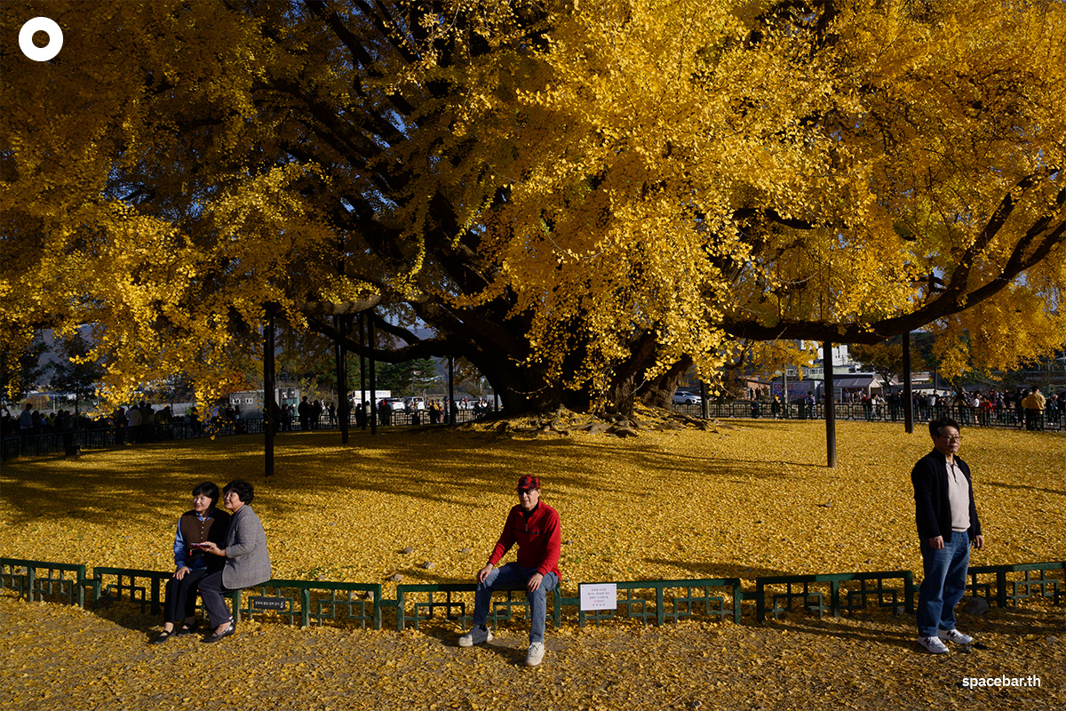photo_story_south_korea_ginkgo_tree_bangyeri_SPACEBAR_Photo02_1_53b6524275.jpg
