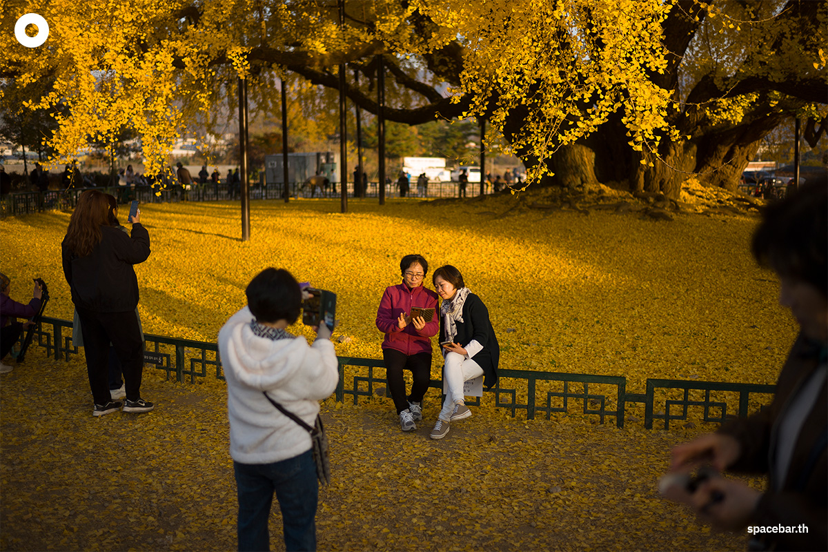photo_story_south_korea_ginkgo_tree_bangyeri_SPACEBAR_Photo05_1_aea5e96dd9.jpg