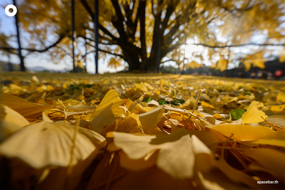 photo_story_south_korea_ginkgo_tree_bangyeri_SPACEBAR_Photo06_1_8a70c3320e.jpg