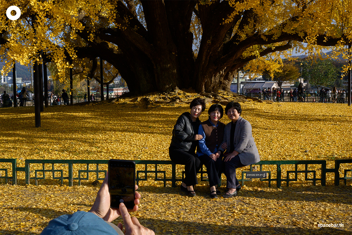 photo_story_south_korea_ginkgo_tree_bangyeri_SPACEBAR_Photo07_1_817338e0b7.jpg