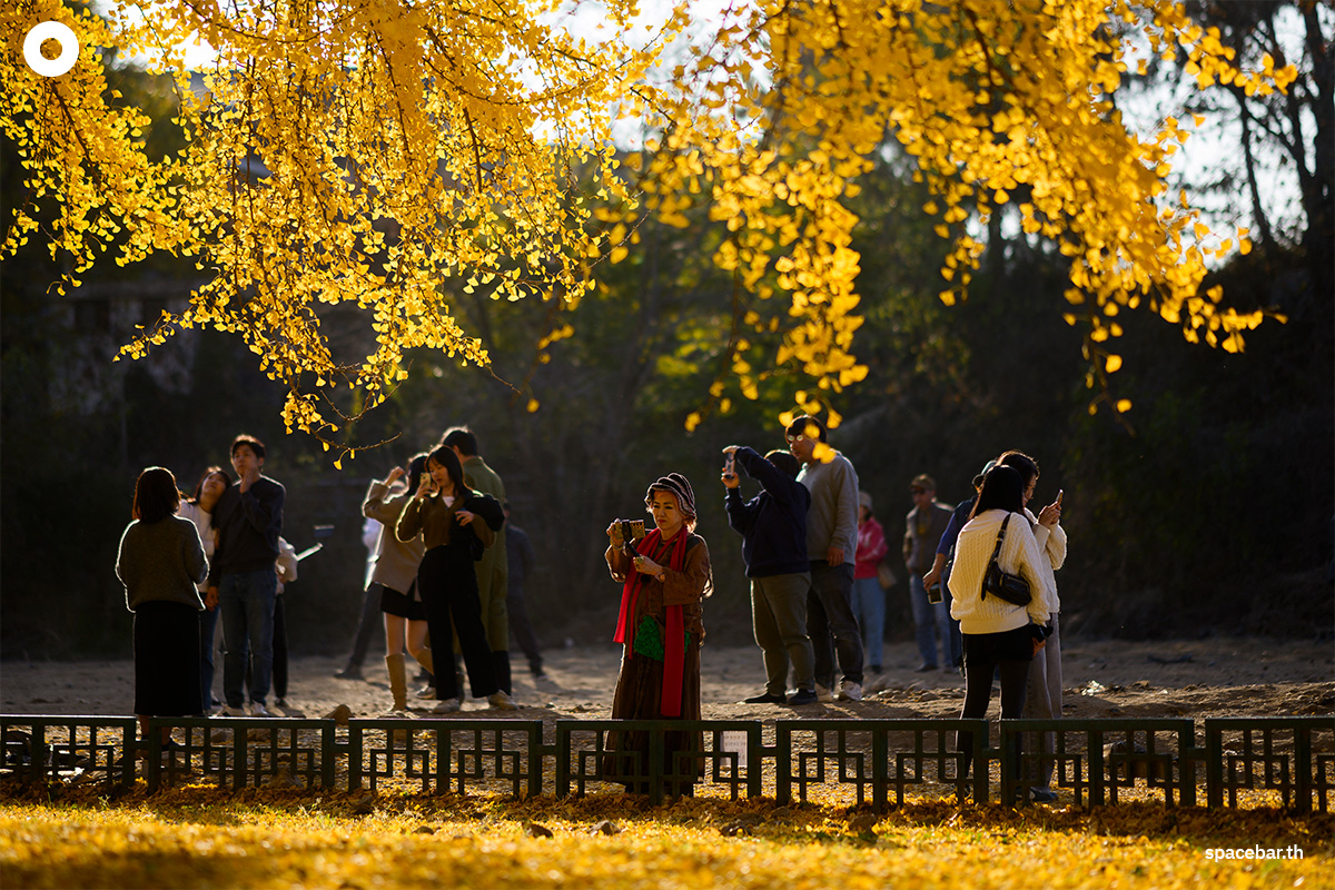 photo_story_south_korea_ginkgo_tree_bangyeri_SPACEBAR_Photo08_b26c5c2b8f.jpg