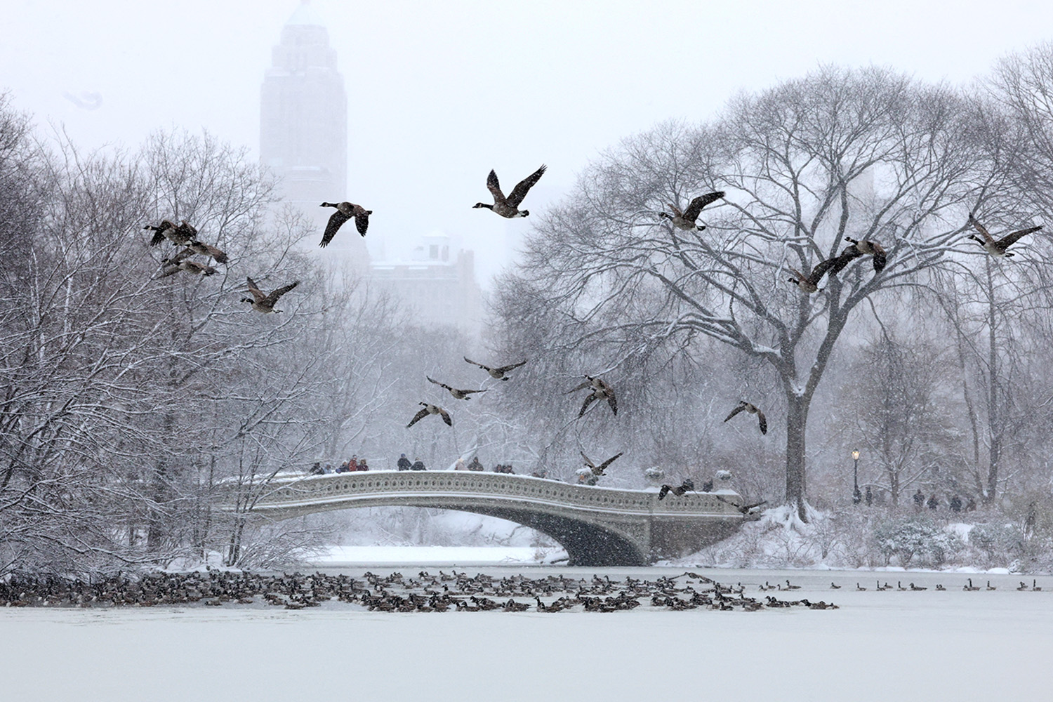 PhotoStory-ฝูงห่านบินขณะที่ผู้คนเดินข้ามสะพานโบว์บริดจ์ในเซ็นทรัลพาร์คที่ปกคลุมไปด้วยหิมะในนครนิวยอร์ก เมื่อวันที่ 27 ธันวาคม 2025 Photo by TIMOTHY A. CLARY / AFP